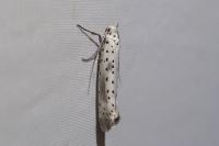 Yponomeuta irrorella