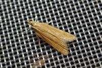 Helcystogramma rufescens