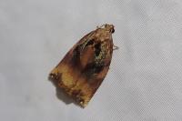 Archips podana