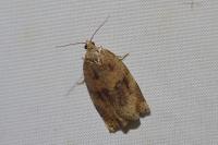 Archips crataegana