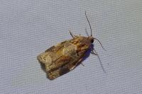 Archips xylosteana