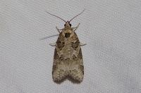 Cnephasia stephensiana