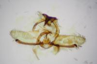 Cnephasia stephensiana