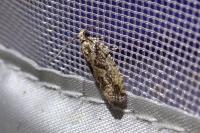 Zeiraphera isertana