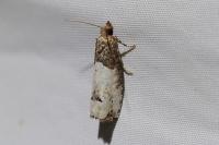 Notocelia roborana