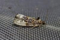 Hedya nubiferana