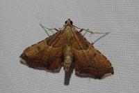 Endotricha flammealis