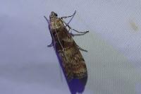 Phycita roborella