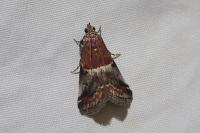 Acrobasis marmorea