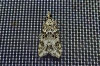 Eudonia lineola