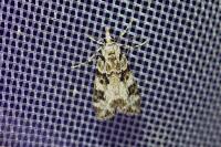 Eudonia delunella
