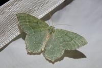 Hemithea aestivaria