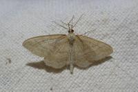 Idaea macilentaria