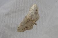 Idaea dimidiata