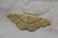 Idaea deversaria