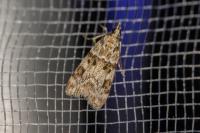 Eudonia delunella