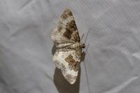 Epirrhoe alternata