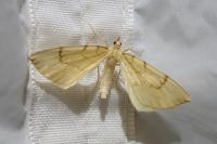 Gandaritis pyraliata