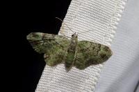 Pasiphila rectangulata