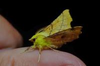Ennomos alniaria