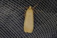 Katha depressa