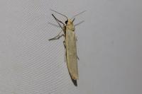 Eilema caniola