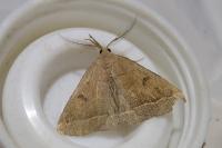 Polypogon plumigeralis