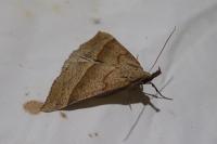 Hypena proboscidalis