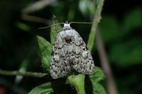 Meganola strigula