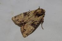 Apamea epomidion