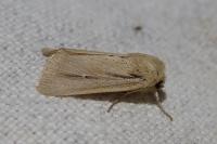 Mythimna sicula