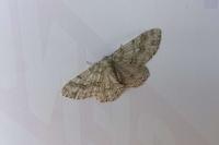 Ectropis crepuscularia