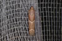 Nyctegretis lineana