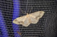 Idaea trigeminata