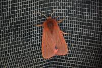 Phragmatobia fuliginosa