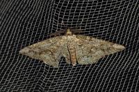 Cleorodes lichenaria