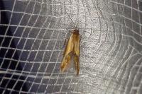 Batia lunaris