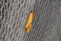 Batia lunaris