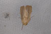 Mythimna sicula
