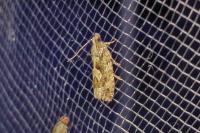 Zeiraphera isertana
