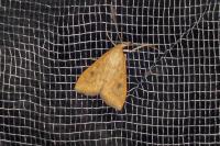 Udea ferrugalis