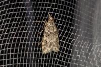 Eudonia mercurella