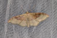 Idaea degeneraria