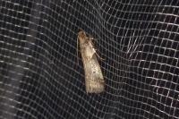 Acrobasis fallouella/glaucella