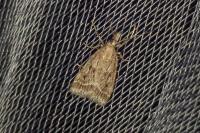 Eudonia pallida