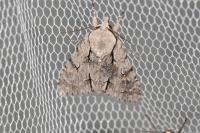 Acronicta psi