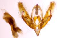 Acronicta psi