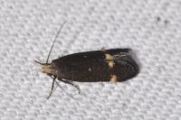 Aproaerema anthyllidella