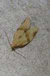 Clepsis consimilana