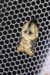 Acleris variegana